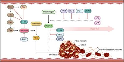 “Super” SERPINs—A stabilizing force against fibrinolysis in thromboinflammatory conditions